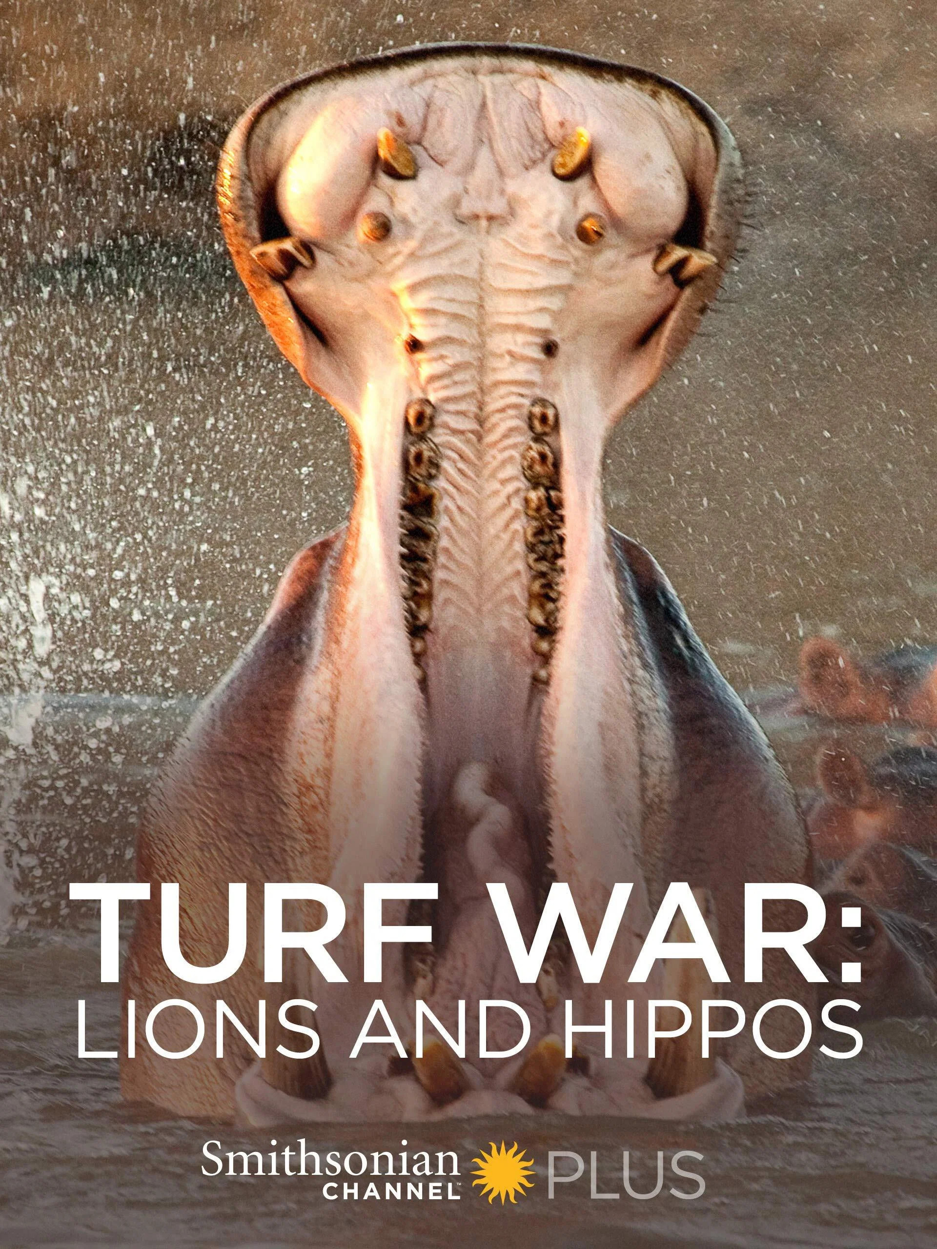 Cover of Turf War: Lions and Hippos